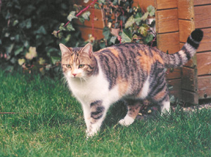 Ein Bild von Lisa im Garten